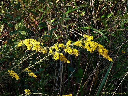 {Solidago nemoralis}